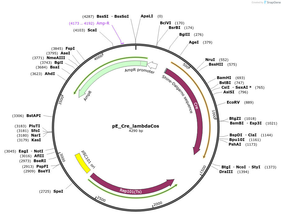 173785-plasmid-map-sequence-id-342369