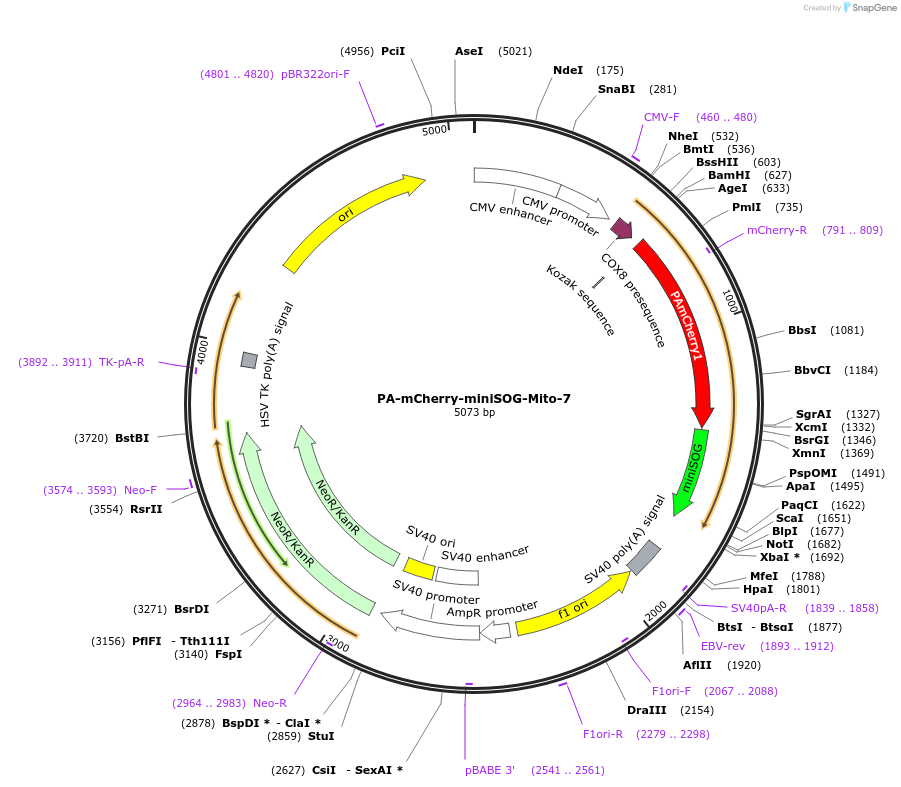57795-plasmid-map-sequence-id-342370