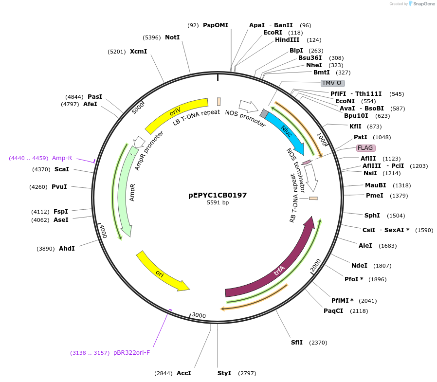 154654-plasmid-map-sequence-id-342374