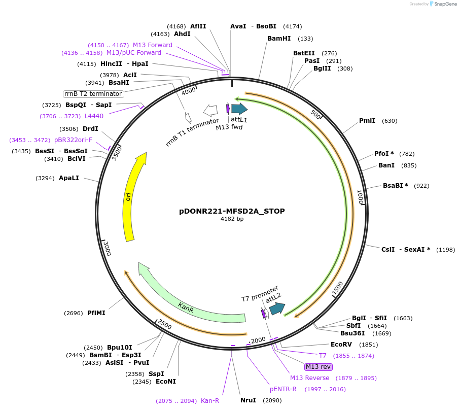 161059-plasmid-map-sequence-id-342378
