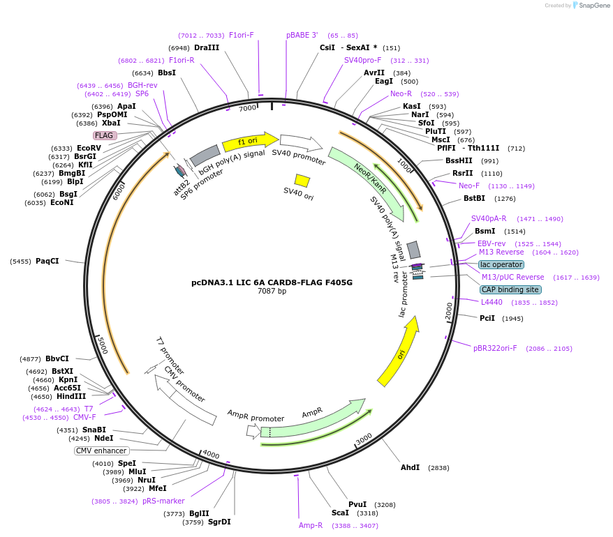 169956-plasmid-map-sequence-id-342403
