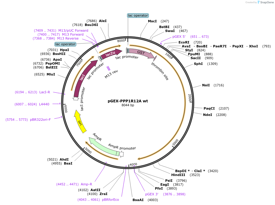 31669-plasmid-map-sequence-id-342404