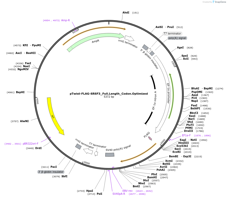 172345-plasmid-map-sequence-id-342408
