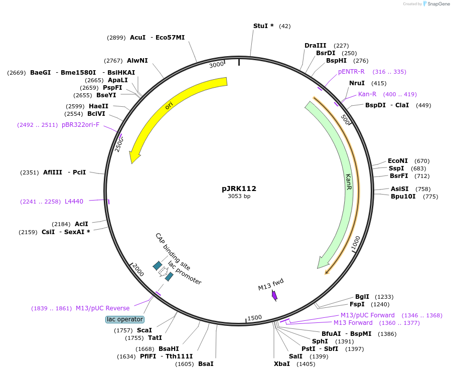 173735-plasmid-map-sequence-id-342409