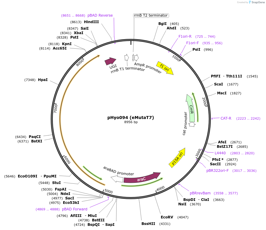 173124-plasmid-map-sequence-id-342410