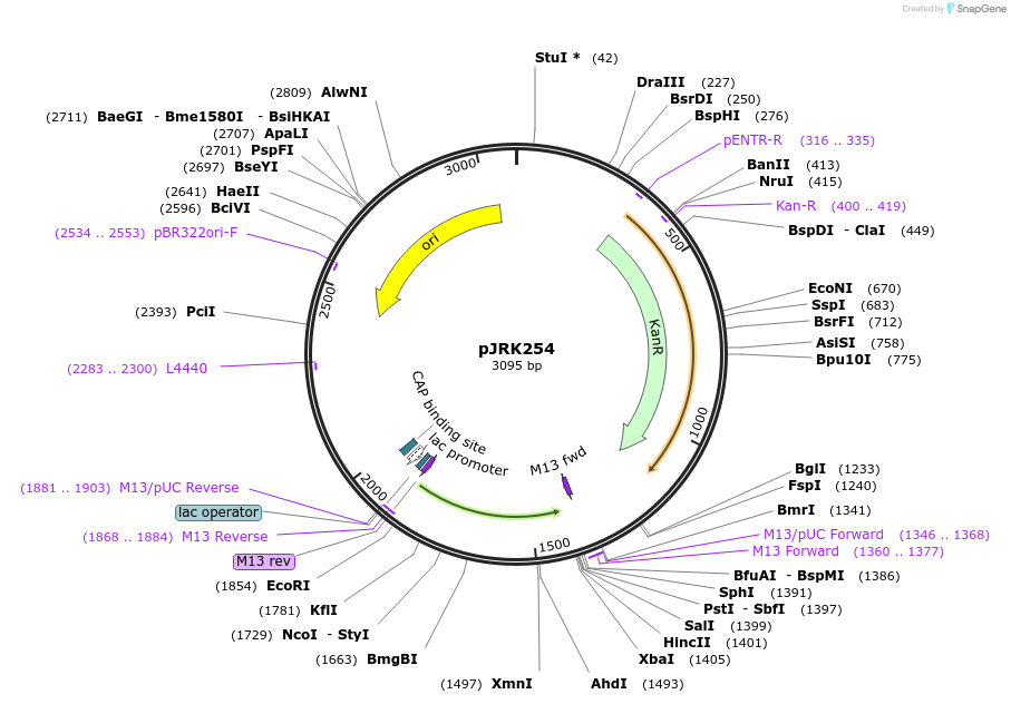 173742-plasmid-map-sequence-id-342411