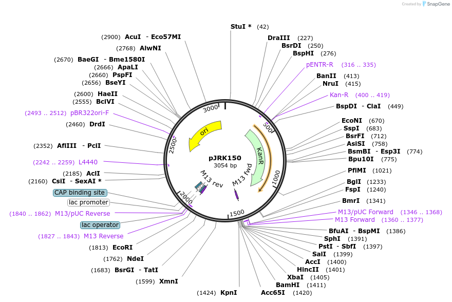 173738-plasmid-map-sequence-id-342427