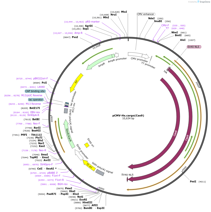 174864-plasmid-map-sequence-id-342428