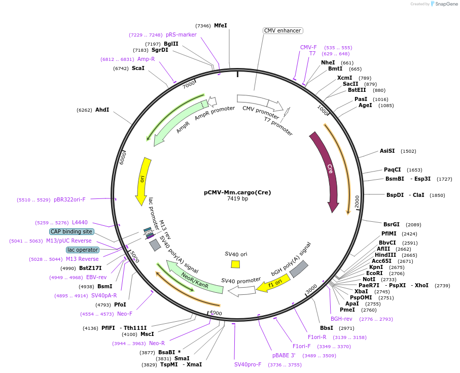 174862-plasmid-map-sequence-id-342431