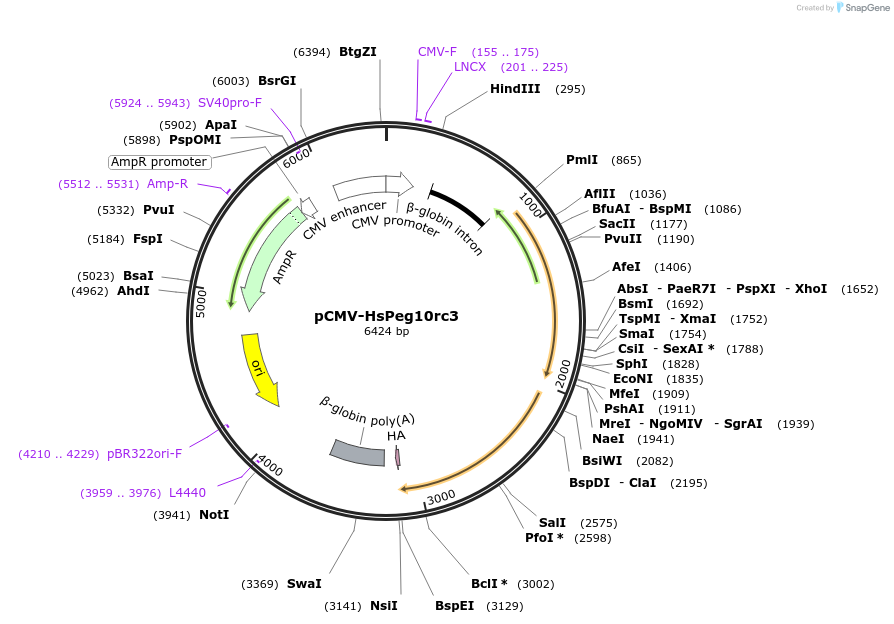 174859-plasmid-map-sequence-id-342432