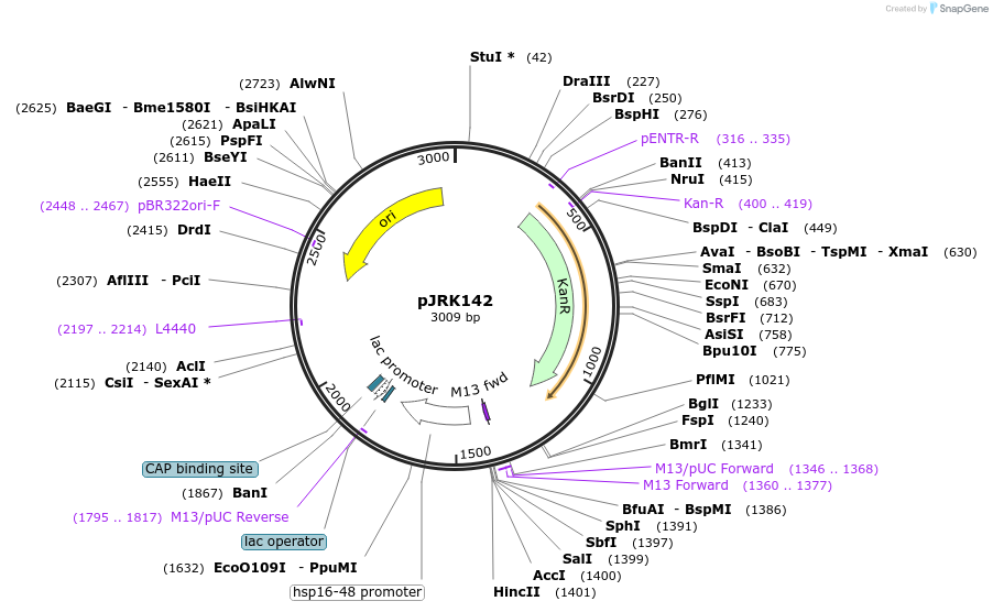 173736-plasmid-map-sequence-id-342434