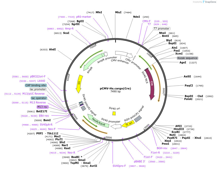 174863-plasmid-map-sequence-id-342436