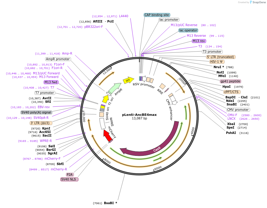 174164-plasmid-map-sequence-id-342437