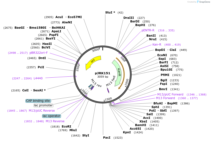173739-plasmid-map-sequence-id-342438