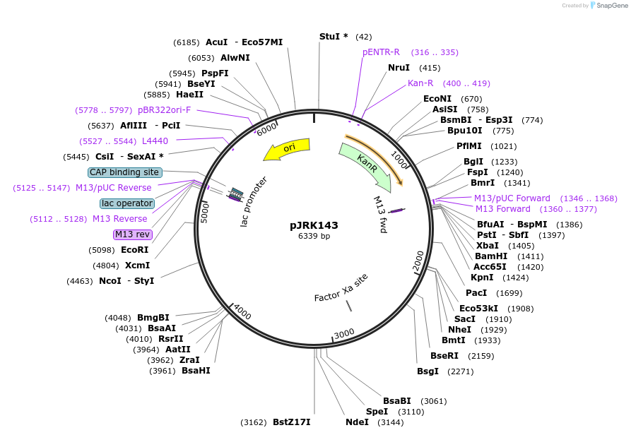 173737-plasmid-map-sequence-id-342440