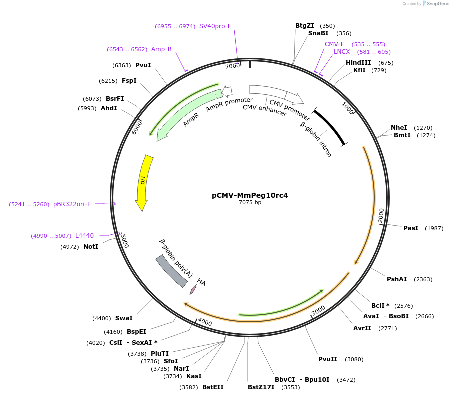 174858-plasmid-map-sequence-id-342441