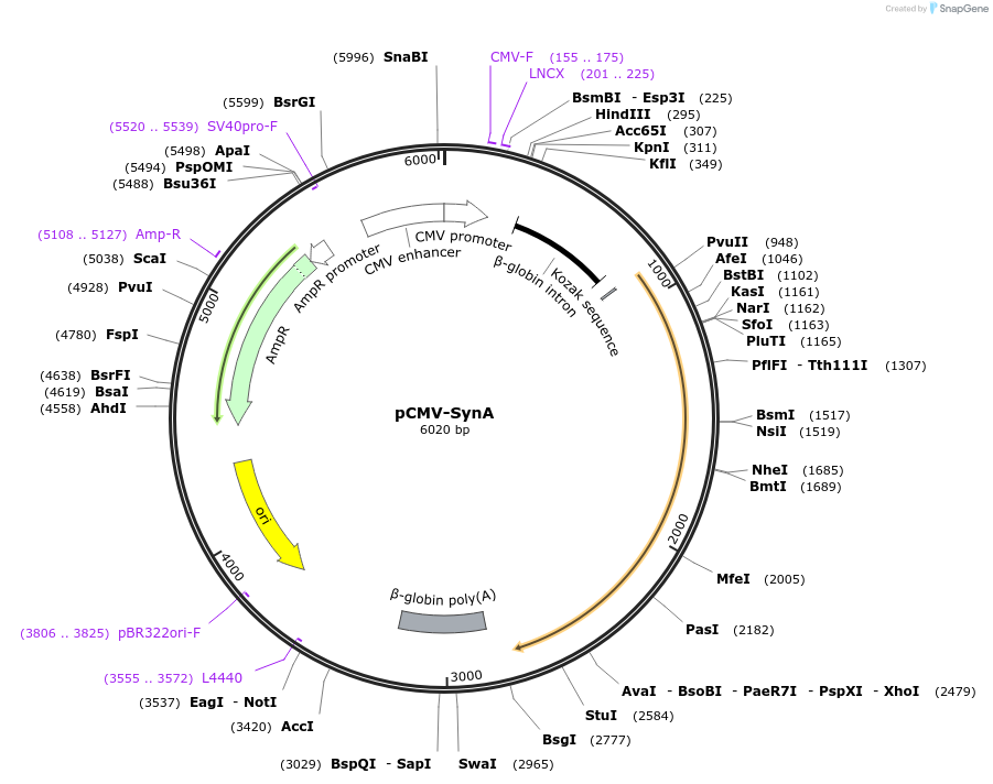 174860-plasmid-map-sequence-id-342442