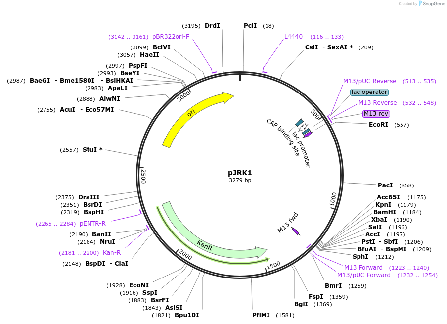 173730-plasmid-map-sequence-id-342443