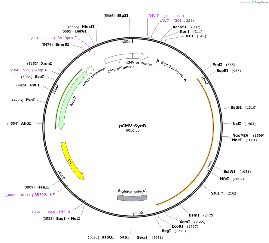 174861-plasmid-map-sequence-id-342448