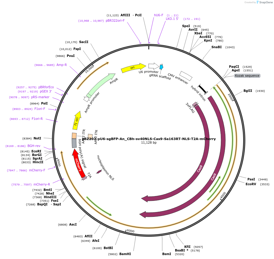 170184-plasmid-map-sequence-id-342530