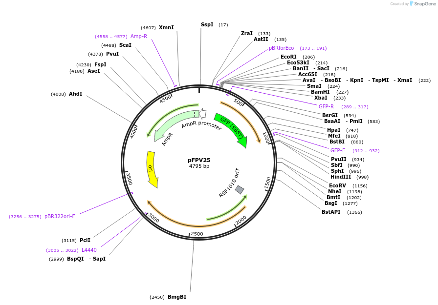 20667-plasmid-map-sequence-id-342533