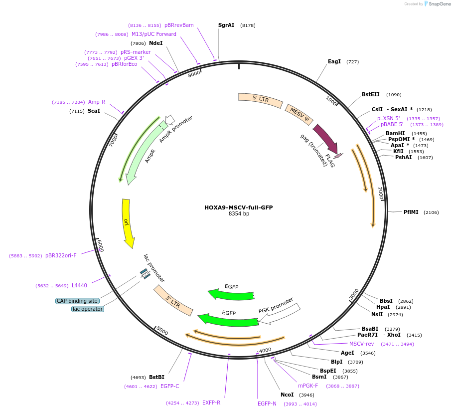 20977-plasmid-map-sequence-id-342541