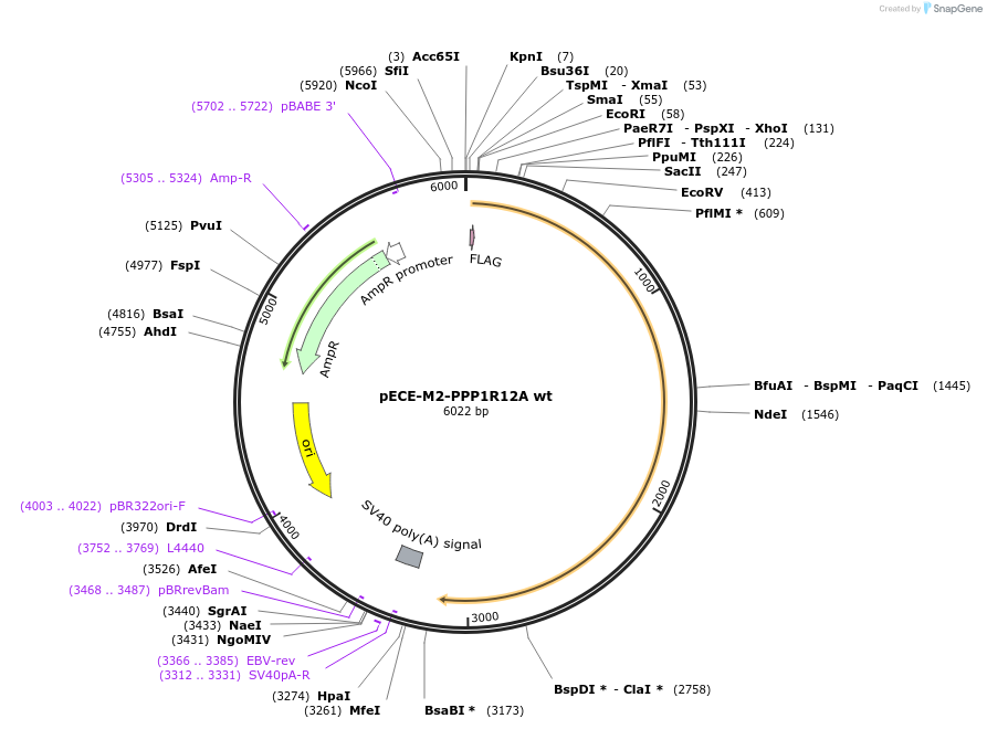 31658-plasmid-map-sequence-id-342544