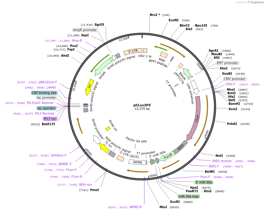 53222-plasmid-map-sequence-id-342548