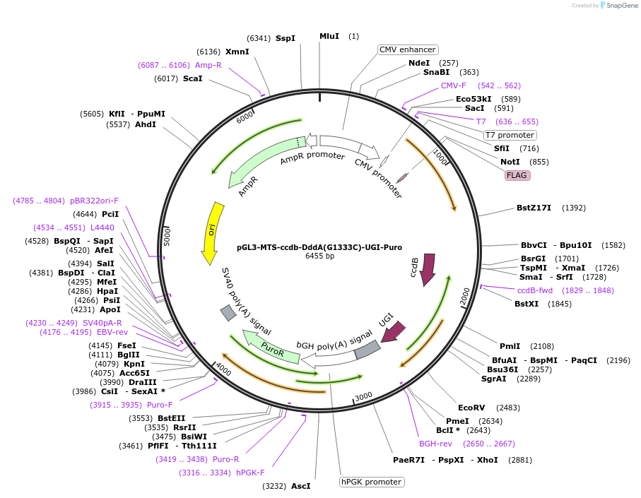 173228-plasmid-map-sequence-id-342551