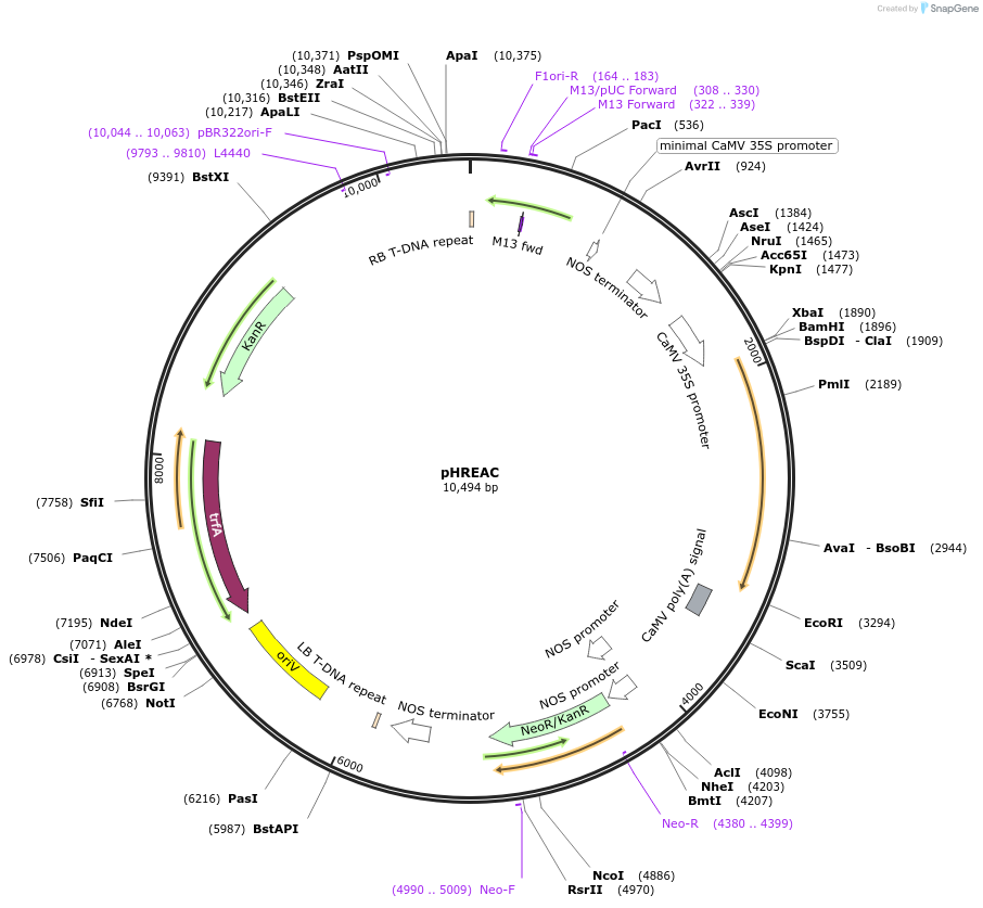 134908-plasmid-map-sequence-id-342556