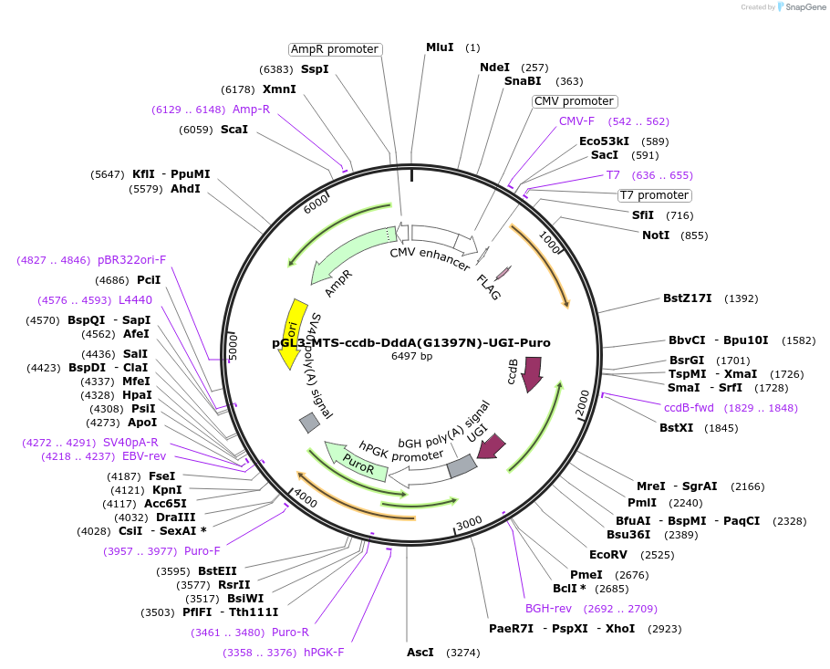 173231-plasmid-map-sequence-id-342557