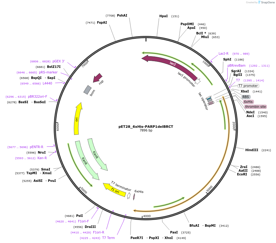 173938-plasmid-map-sequence-id-342726