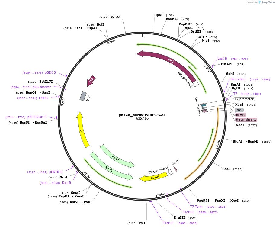 173943-plasmid-map-sequence-id-342728