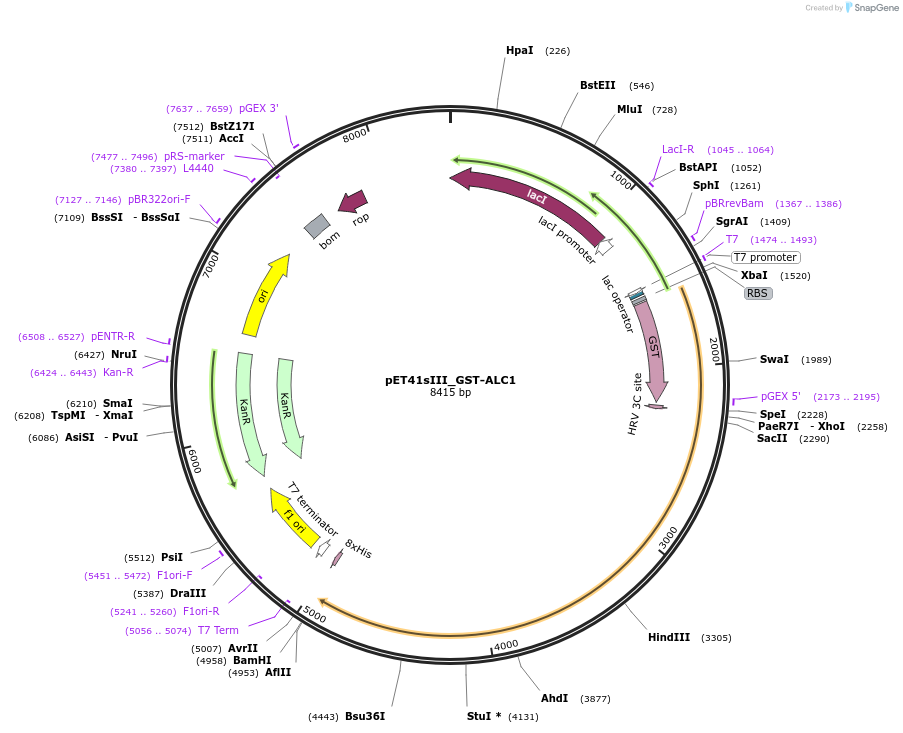 173932-plasmid-map-sequence-id-342746