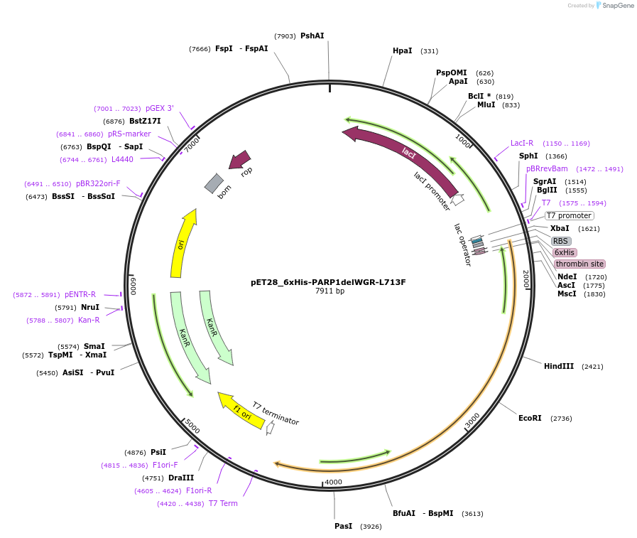 173941-plasmid-map-sequence-id-342747
