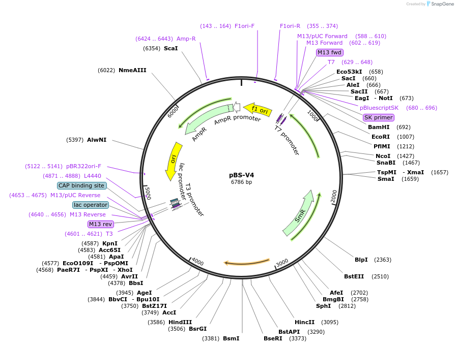 173794-plasmid-map-sequence-id-342763