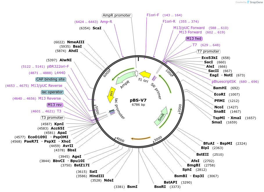 173796-plasmid-map-sequence-id-342770