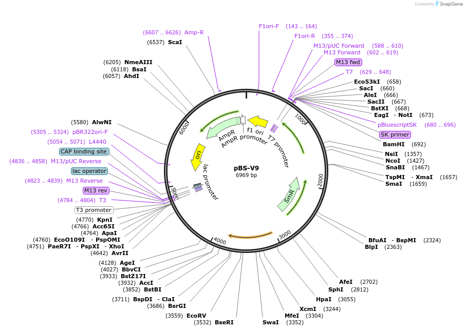 173797-plasmid-map-sequence-id-342771
