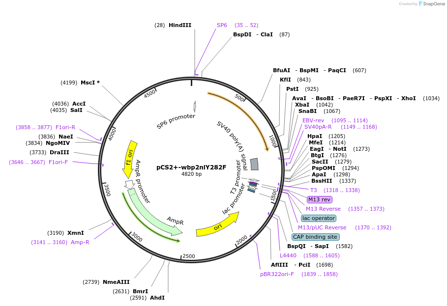 172468-plasmid-map-sequence-id-342774