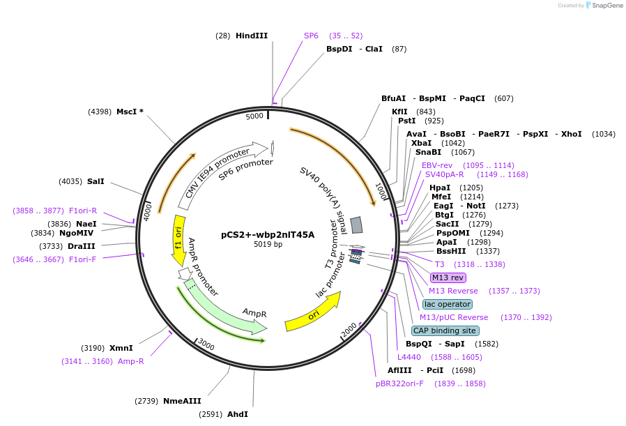 172464-plasmid-map-sequence-id-342782