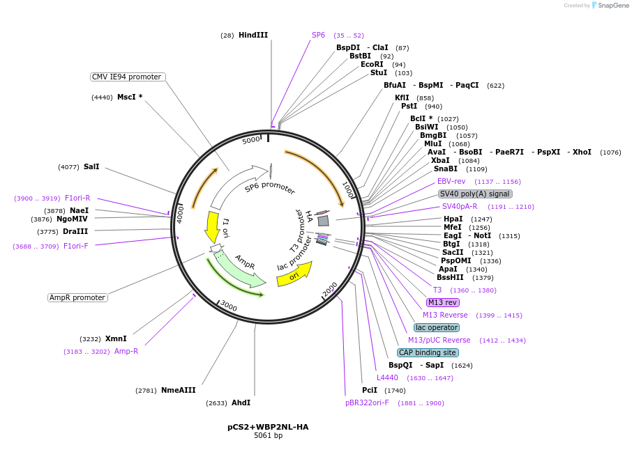 174791-plasmid-map-sequence-id-342786