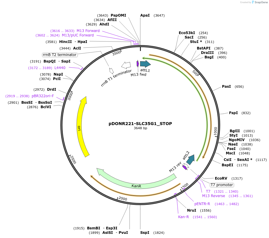 161227-plasmid-map-sequence-id-342801