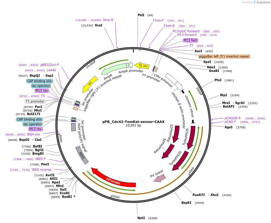 172473-plasmid-map-sequence-id-342817