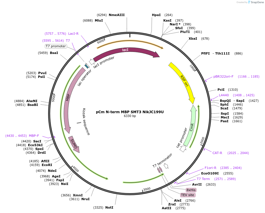174363-plasmid-map-sequence-id-342843