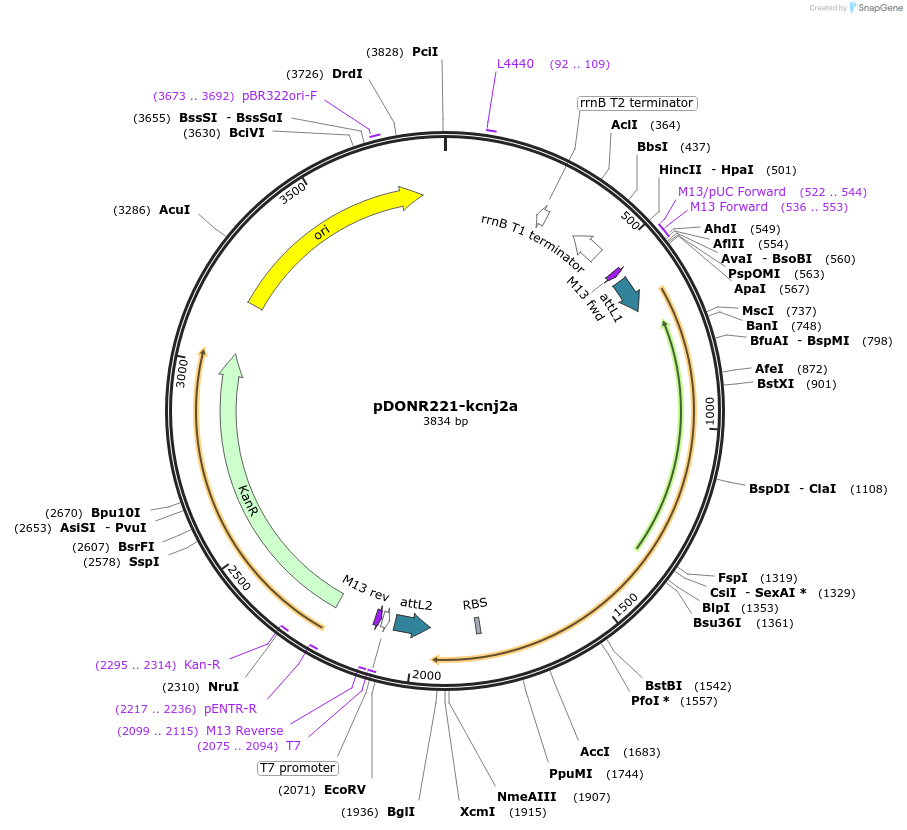 173127-plasmid-map-sequence-id-342844