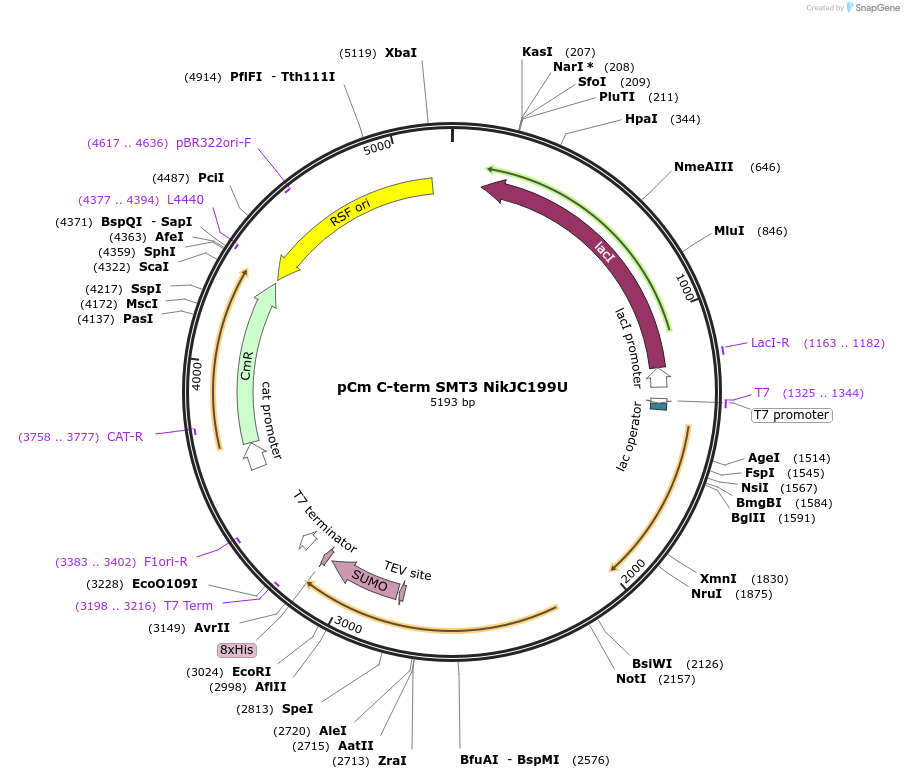 174362-plasmid-map-sequence-id-342846