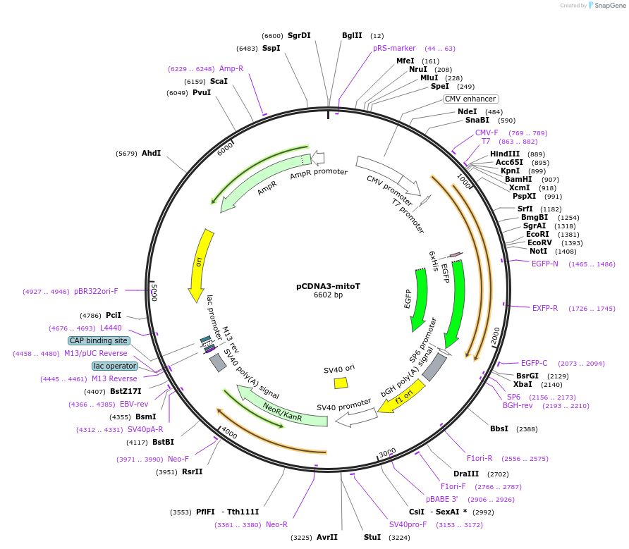 174519-plasmid-map-sequence-id-342877