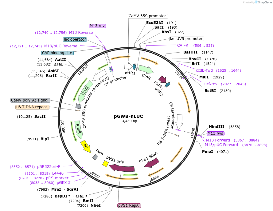 174050-plasmid-map-sequence-id-342879