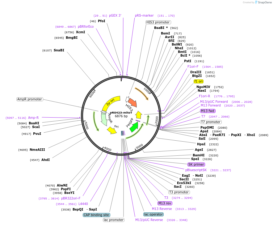 174525-plasmid-map-sequence-id-342890