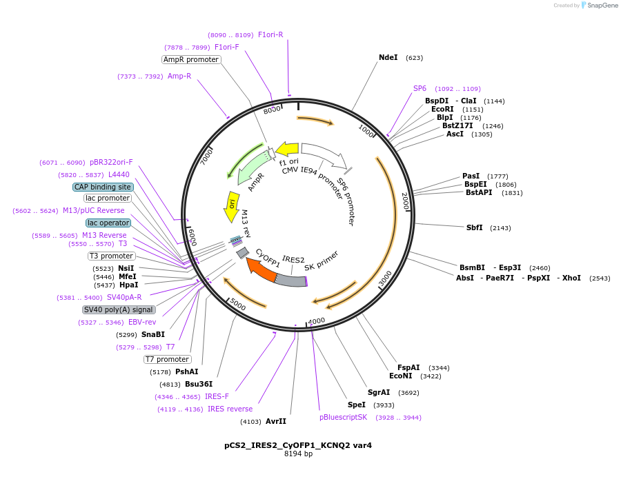 173155-plasmid-map-sequence-id-342908